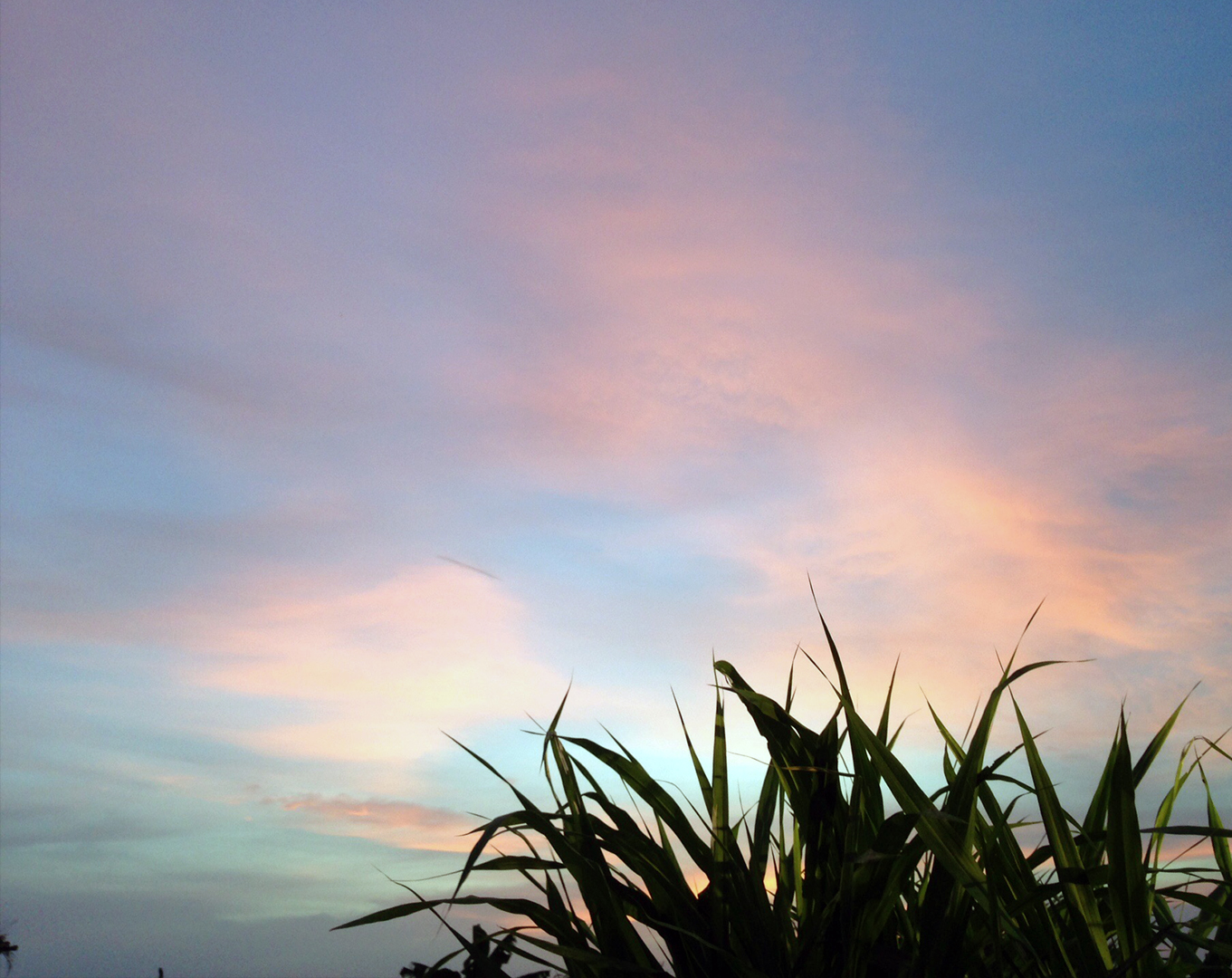 Aria Dairy Farms